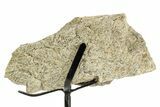 Dinosaur (Triceratops) Frill Shield Section w/ Stand - South Dakota #363642-2